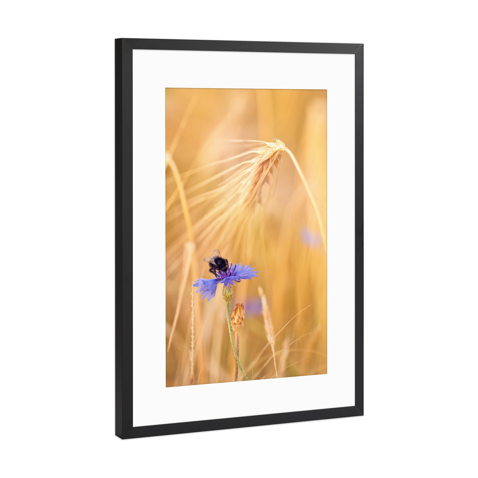 Poster mit Rahmen Schwarz (Metallic) "Hummel" artboxONE - Natur,Floral,Tiere - Hummel,Kornblume,Feld,ähre,Weizen,Natur,Sanft