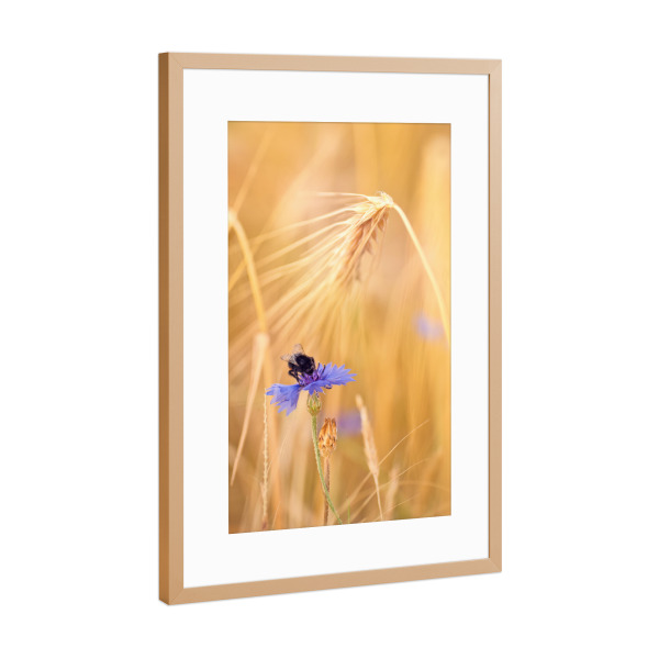 Poster mit Rahmen Kupfer "Hummel" artboxONE - Natur,Floral,Tiere - Hummel,Kornblume,Feld,ähre,Weizen,Natur,Sanft