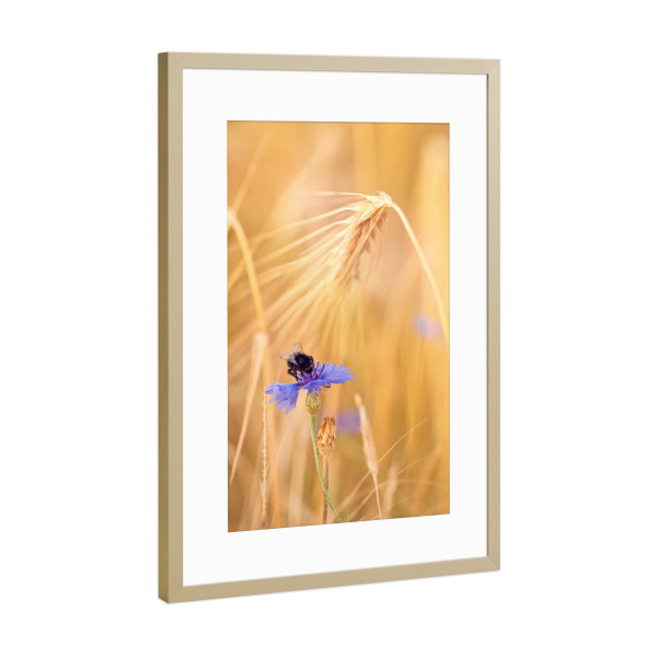 Poster mit Rahmen Gold "Hummel" artboxONE - Natur,Floral,Tiere - Hummel,Kornblume,Feld,ähre,Weizen,Natur,Sanft