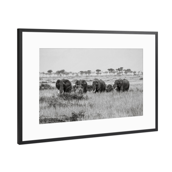 Poster mit Rahmen Schwarz (Metallic) "Afrikanische Elefanten" artboxONE - Tiere,Reise / Afrika