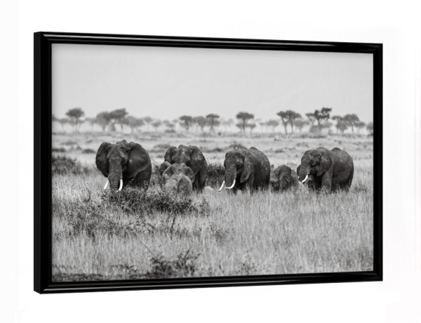 Poster mit schwarzem Rahmen "Afrikanische Elefanten" artboxONE - Tiere,Reise / Afrika