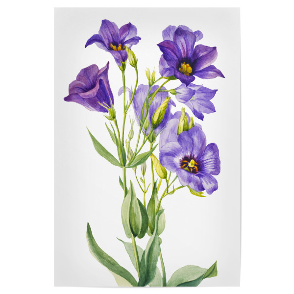 Poster "Eustoma russelianum" artboxONE - Natur,Floral,Liebe,Für Mama,Für Papa