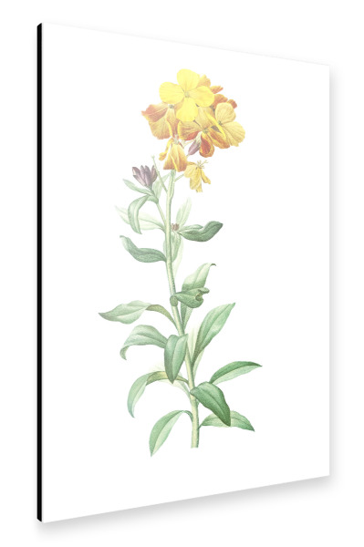 Alu-Dibond "Mauerblümchen" 30x20 cm artboxONE