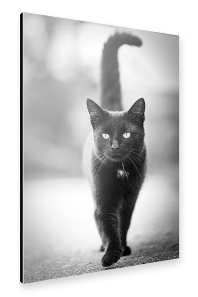 Alu-Dibond "Schwarze Katze" 30x20 cm artboxONE