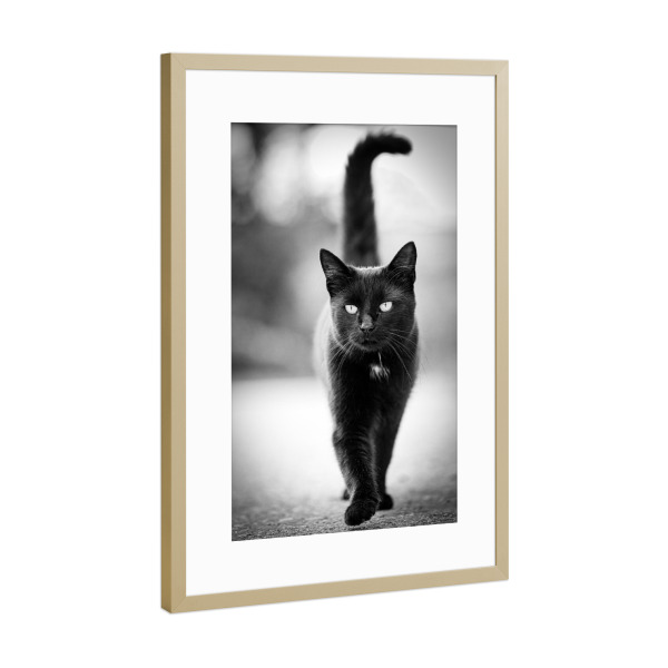 Poster mit Rahmen Gold "Schwarze Katze" artboxONE - Tiere - Katze,Schwarz,Elegeant,Fotografie,Sanft,Monochrome,Aberglaube,Haustier,Augen