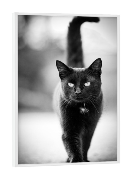 Poster mit weißem Rahmen "Schwarze Katze" artboxONE - Tiere - Katze,Schwarz,Elegeant,Fotografie,Sanft,Monochrome,Aberglaube,Haustier,Augen