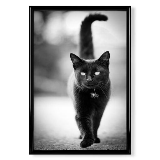 Schwarze Katze