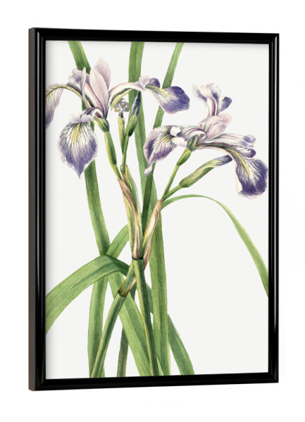 Poster mit schwarzem Rahmen "Blaue Flaggen-Iris" artboxONE - Natur,Floral,Liebe,Für Mama,Für Papa