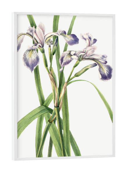 Poster mit weißem Rahmen "Blaue Flaggen-Iris" artboxONE - Natur,Floral,Liebe,Für Mama,Für Papa