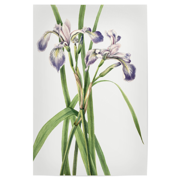 Poster "Blaue Flaggen-Iris" artboxONE - Natur,Floral,Liebe,Für Mama,Für Papa