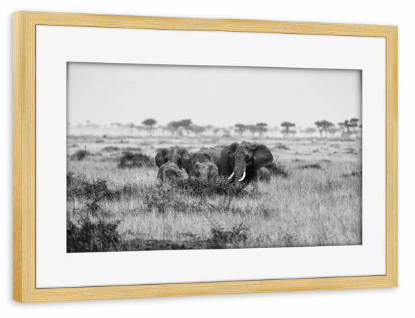 Poster mit Rahmen kiefer "Elefantenerde in der Masai Mara" artboxONE - Natur,Tiere,Reise / Afrika