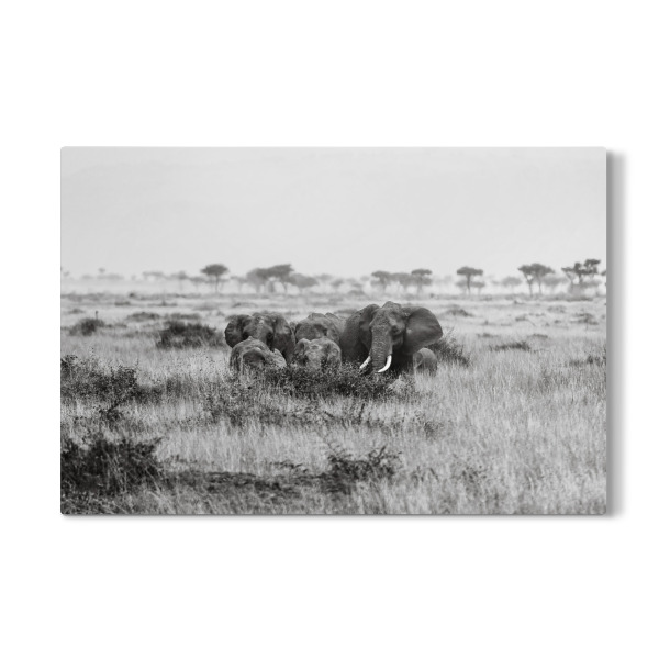 Galerie-Print "Elefantenerde in der Masai Mara" 30x20 cm artboxONE