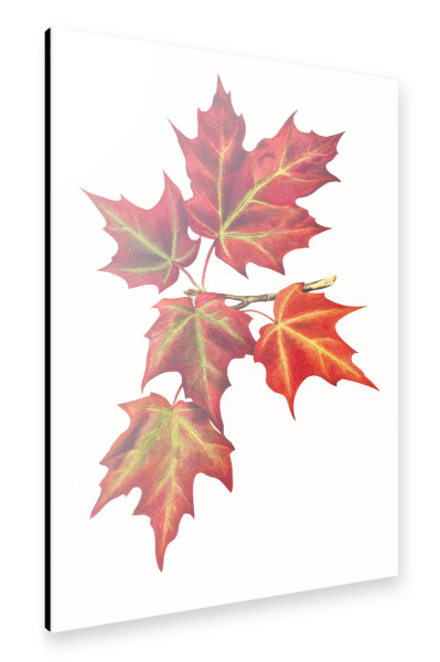 Alu-Dibond "Abbildung der Herbstblätter" 30x20 cm artboxONE