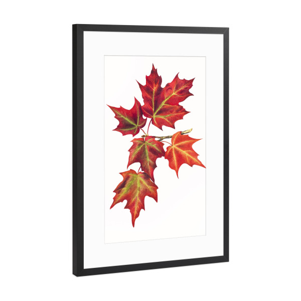 Poster mit Rahmen Schwarz (Metallic) "Abbildung der Herbstblätter" artboxONE - Natur,Floral,Liebe,Für Mama,Für Papa