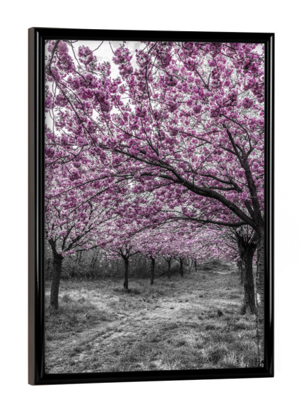Poster mit schwarzem Rahmen "Prachtvolle Kirschbäume" artboxONE - Natur,Floral