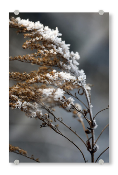 Acrylglasbild "Eisblumen Zweig Brauntöne Weiß" artboxONE - Natur,Floral