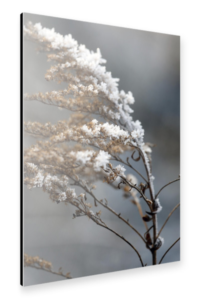Alu-Dibond "Eisblumen Zweig Brauntöne Weiß" 30x20 cm artboxONE