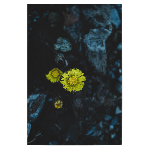 Poster "Gelbes Blümchen" artboxONE - Natur,Floral