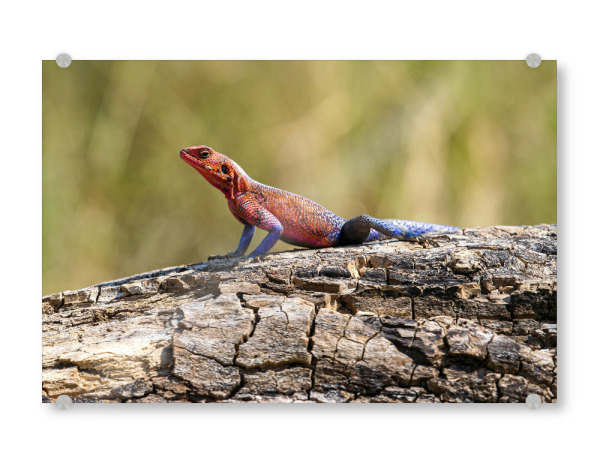 Acrylglasbild "Felsenagame" artboxONE - Tiere,Reise / Afrika