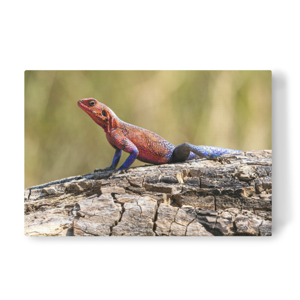 Leinwandbild "Felsenagame" artboxONE - Tiere,Reise / Afrika