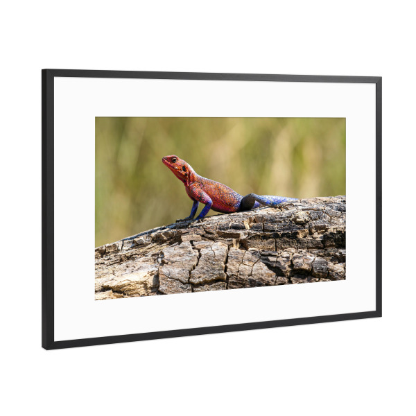 Poster mit Rahmen Schwarz (Metallic) "Felsenagame" artboxONE - Tiere,Reise / Afrika