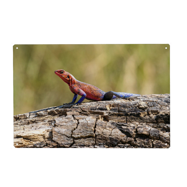 Metall Poster "Felsenagame" artboxONE - Tiere,Reise / Afrika