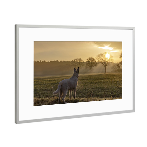 Poster mit Rahmen Silber "Den Tag begrüßen" artboxONE - Natur,Tiere - Sonnenaufgang,Natur,Tagesbeginn,Weißer schäferhund,Lichtstimmung,Emotionen