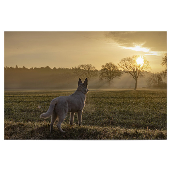 Poster 30x20 cm "Den Tag begrüßen" artboxONE - Natur,Tiere - Sonnenaufgang,Natur,Tagesbeginn,Weißer schäferhund,Lichtstimmung,Emotionen