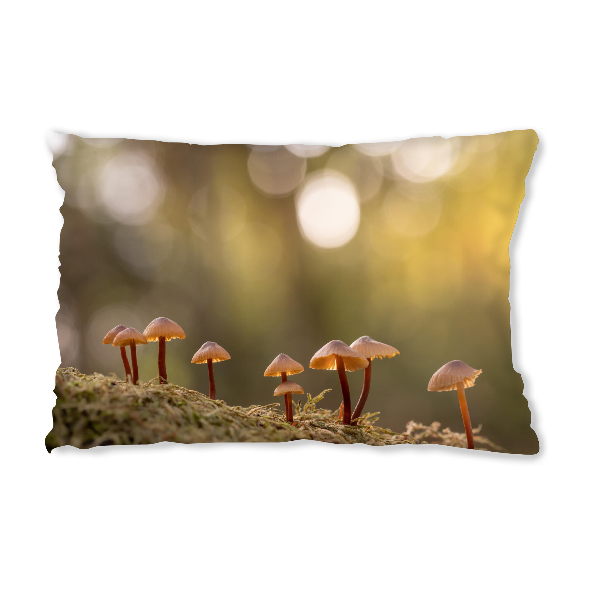 Design-Kissen "Kleine Waldpilze" artboxONE - Natur - Pilze,Wald,Waldboden,Fungi,Nahaufnahme,Makrofotografie,Pilzhüte - Bild pilze