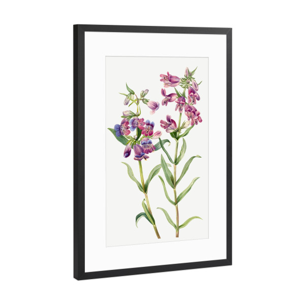 Poster mit Rahmen Schwarz (Metallic) "Prärie Pentstemon" artboxONE - Natur,Floral,Liebe,Für Mama,Für Papa