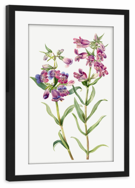 Poster mit Rahmen schwarz "Prärie Pentstemon" artboxONE - Natur,Floral,Liebe,Für Mama,Für Papa