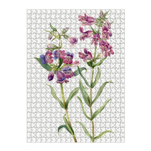 Puzzle Ravensburger "Prärie Pentstemon" artboxONE - Natur,Floral,Liebe,Für Mama,Für Papa