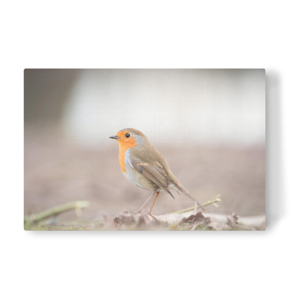 Leinwandbild "Robin Nature Photo" artboxONE - Natur,Tiere - Rotkehlchen,Vogel,Singvogel,Erithacus rubecula,Vogelfotografie,Tier,Natur