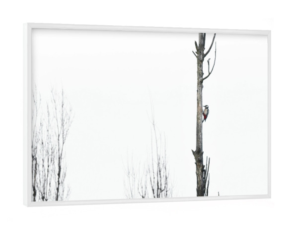 Poster mit weißem Rahmen "Woodpecker at a dead poplar" artboxONE - Natur,Tiere