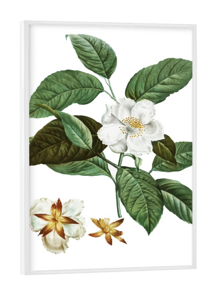 Poster mit weißem Rahmen "Stewartia pentagyna" artboxONE - Natur,Floral,Liebe