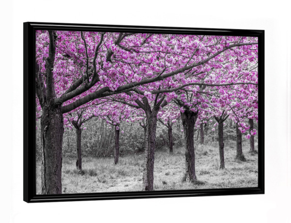 Poster mit schwarzem Rahmen "Kirschbäume in voller Blüte" artboxONE - Natur,Floral