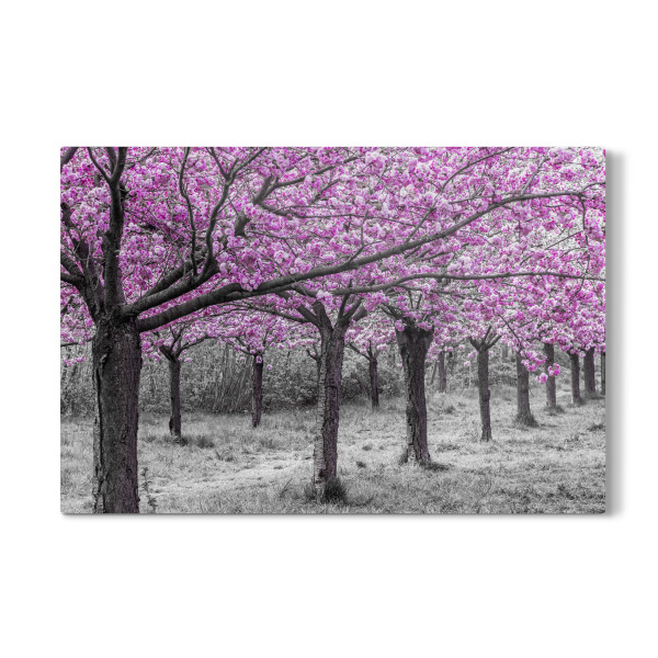 Galerie-Print "Kirschbäume in voller Blüte" 30x20 cm artboxONE