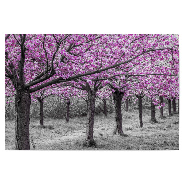 Poster "Kirschbäume in voller Blüte" artboxONE - Natur,Floral