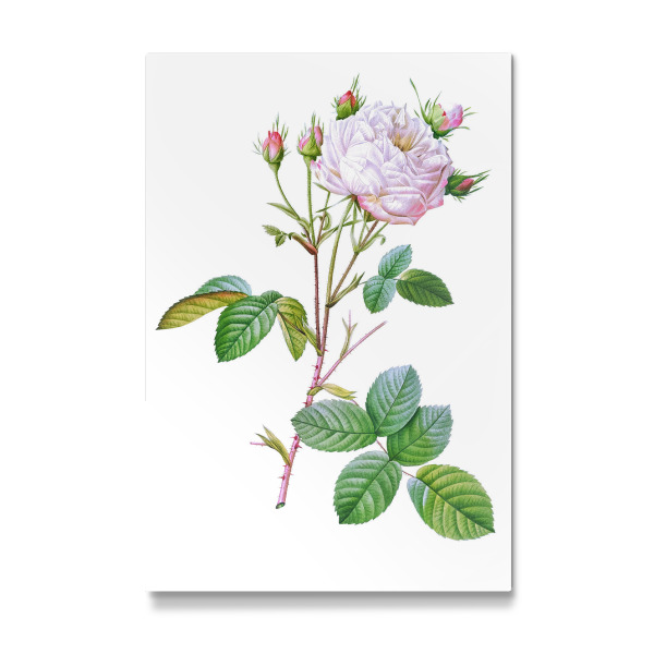 Galerie-Print "Einzigartige Blanche" 30x20 cm artboxONE