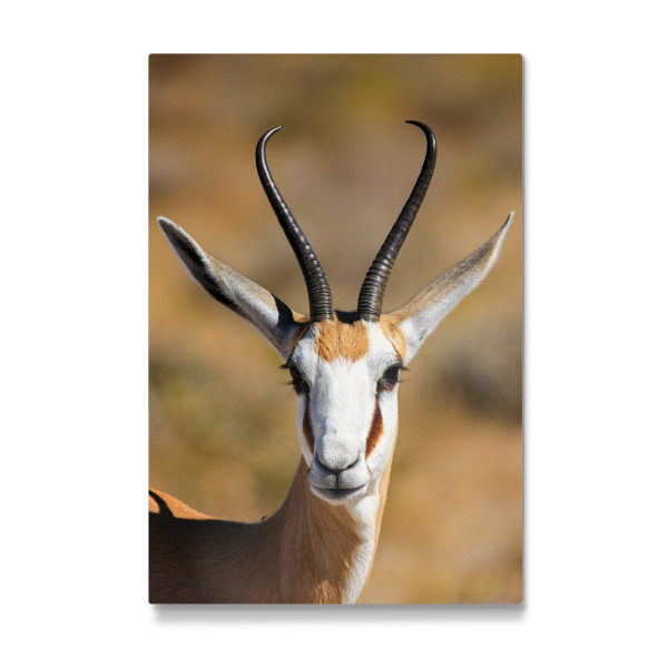 Galerie-Print "Porträt eines Sprinkbocks" 30x20 cm artboxONE