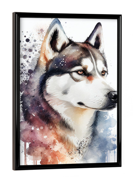 Poster mit schwarzem Rahmen "Siberian Husky-Porträt" artboxONE - Tiere