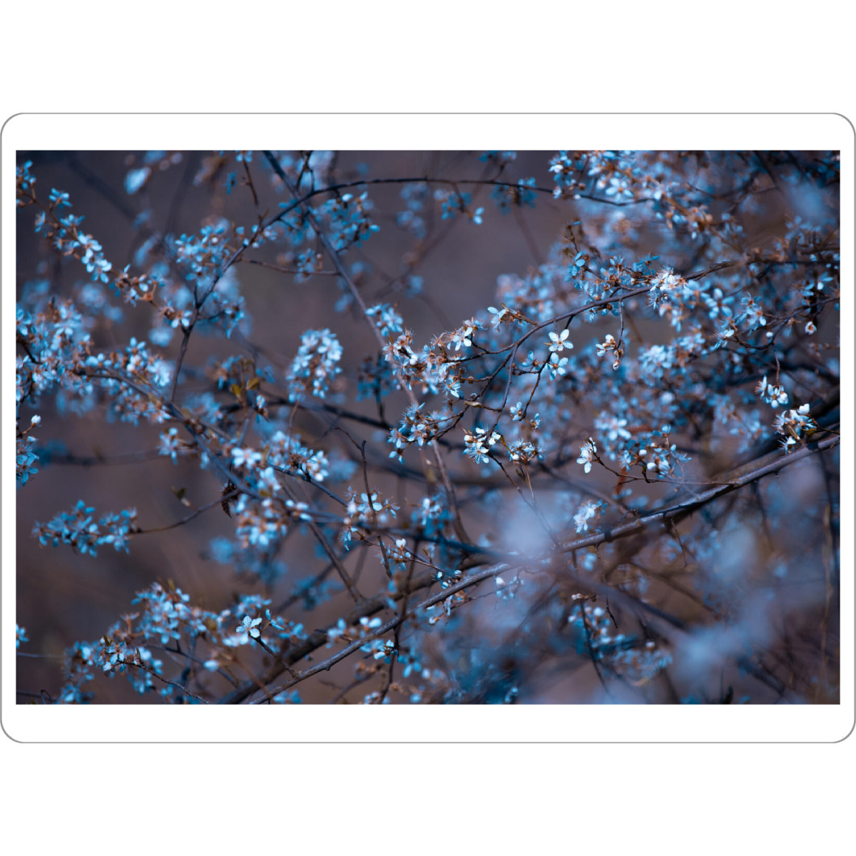 Tischset "Blütenfülle" artboxONE - Natur,Floral