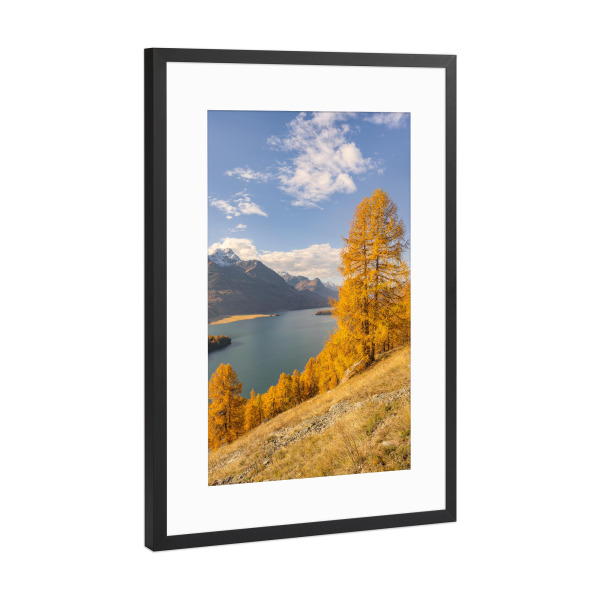 Poster mit Rahmen Schwarz (Metallic) "Gelbe Lärchen am Silsersee" artboxONE - Natur,Reise,Reise / Länder
