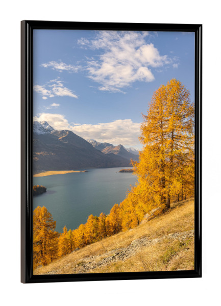 Poster mit schwarzem Rahmen "Gelbe Lärchen am Silsersee" artboxONE - Natur,Reise,Reise / Länder