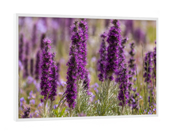 Poster mit weißem Rahmen "Natternkopf Blüte" artboxONE - Natur - Natternkopf,Blume,Blüte,Kanada,Rocky mountains,Blüten,Violett,Lila