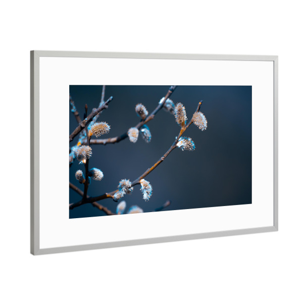 Poster mit Rahmen Silber "Palmkätzchen" artboxONE - Natur,Floral