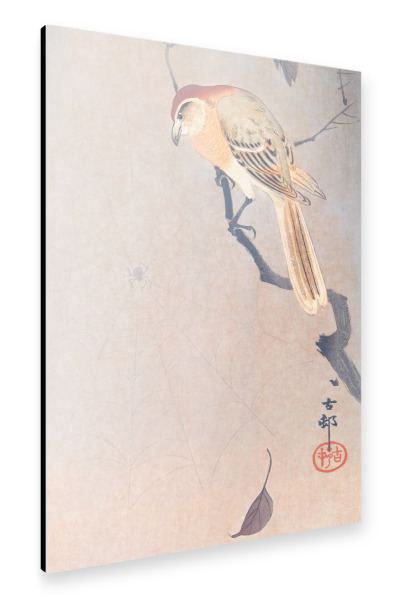 Alu-Dibond "Büffelwürger und Spinne" 30x20 cm artboxONE