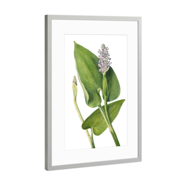 Poster mit Rahmen Silber "Pickerelkraut" artboxONE - Natur,Floral,Liebe,Für Mama,Für Papa