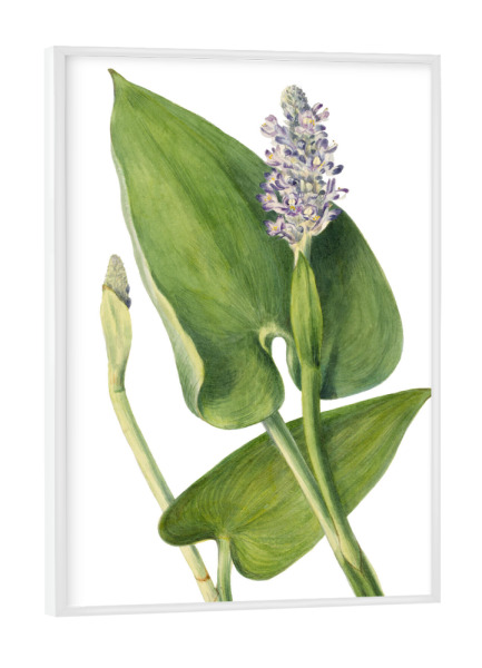 Poster mit weißem Rahmen "Pickerelkraut" artboxONE - Natur,Floral,Liebe,Für Mama,Für Papa