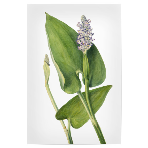 Poster "Pickerelkraut" artboxONE - Natur,Floral,Liebe,Für Mama,Für Papa